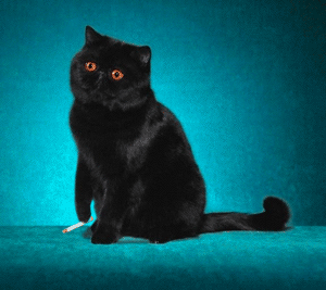 bokh