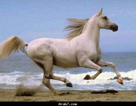 mon cheval::::::