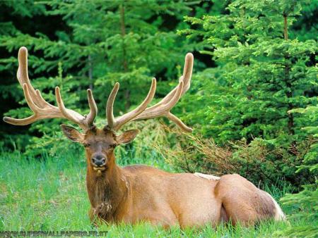 mon cerf!